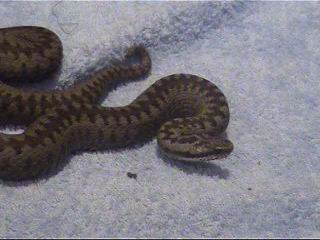 Grey Female European Adder(Vipera berus)-2004(2).JPG [16 Kb]